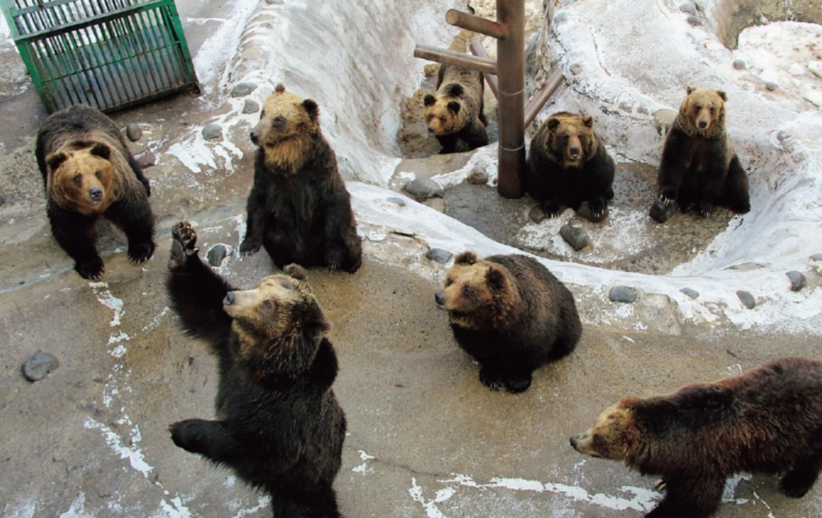 登別で一日楽しもう！クマ牧場に水族館、温泉＆グルメなど多彩なスポット