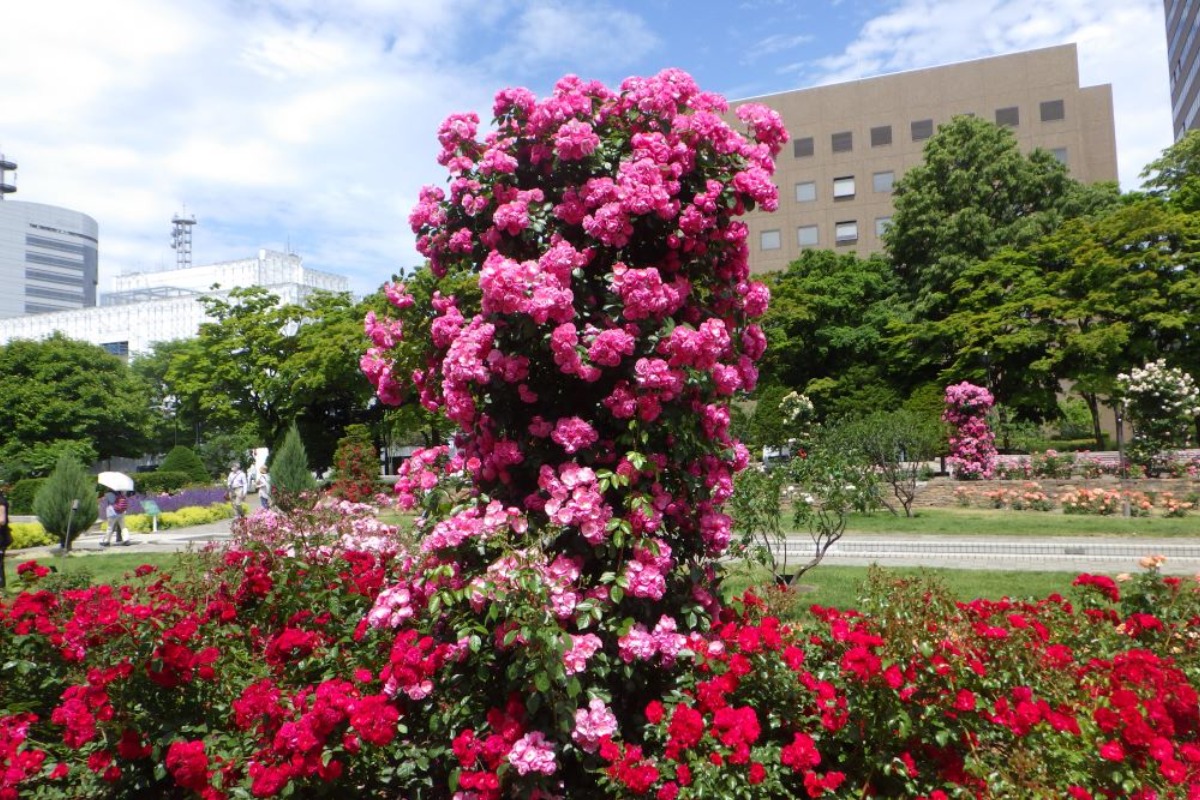 バラの花と香り｜2024 北海道のローズガーデン15選！（前編）
