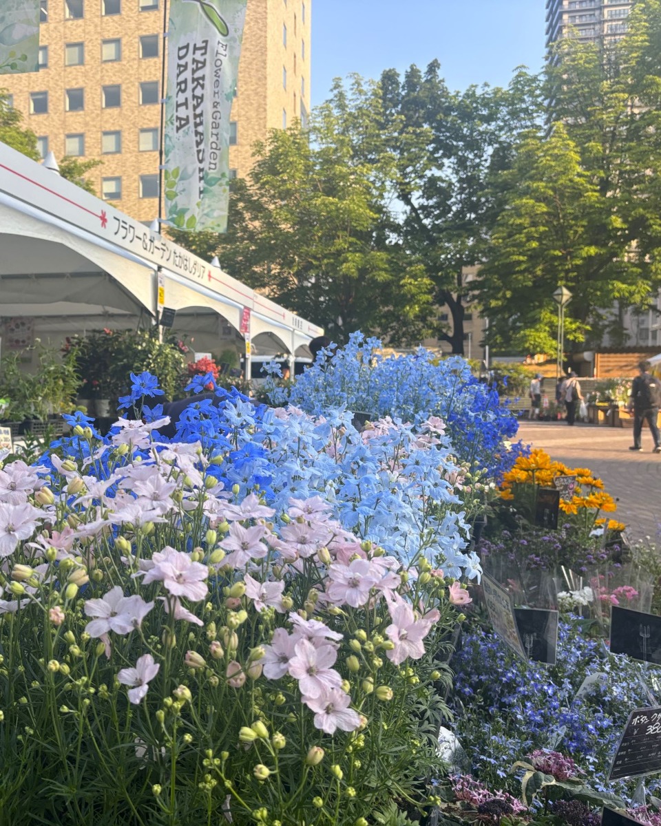 札幌・大通公園の「花フェスタ2025」へ。6月29日まで開催中!
