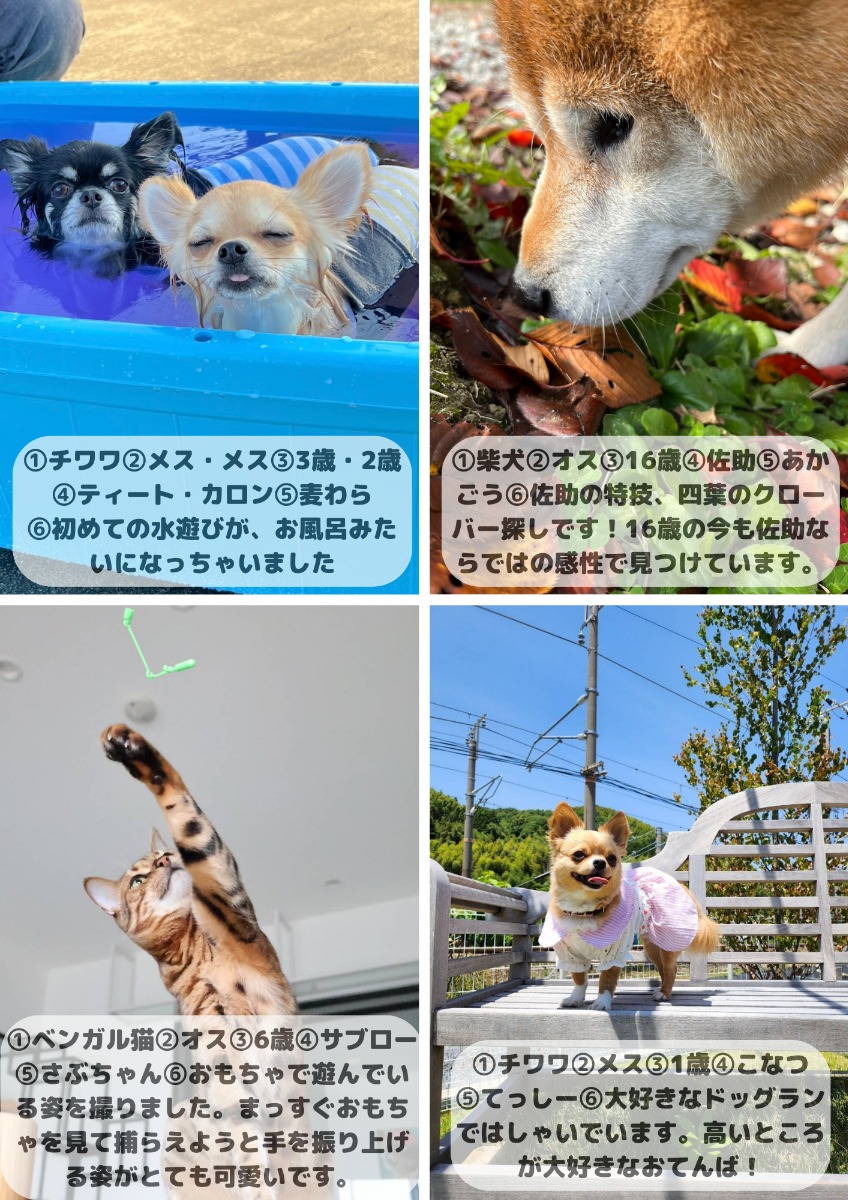 【ペットフォトコンテスト】幸せを呼ぶペットライフ　We LOVE Pet2024年8・9月版