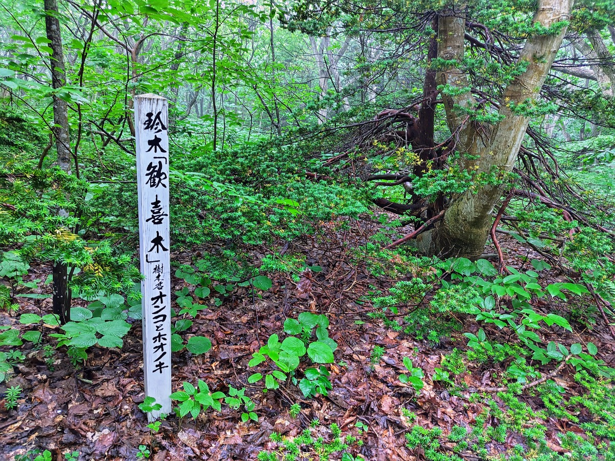 やぎさん取材日記｜羊のいる焼尻島・海鳥の聖地・天売島へ。　