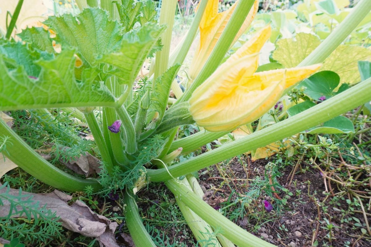  ポタジェ｜秋の菜園と、春夏野菜の振り返り