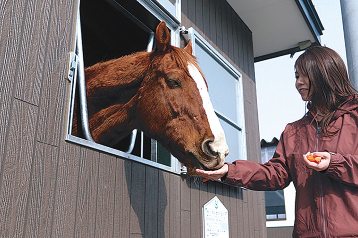 サラブレッドのふるさと！新冠町を楽しむ ～乗馬スポット＆道の駅