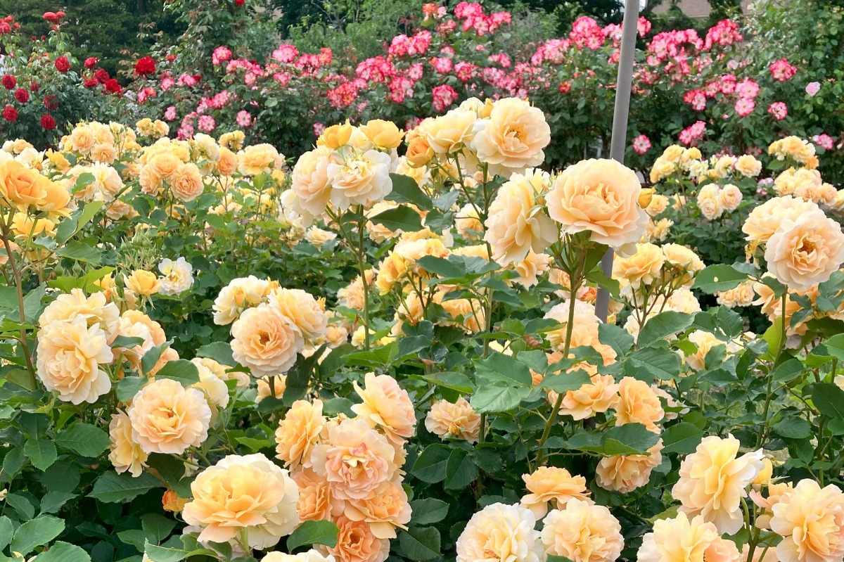 大通公園のバラが見ごろ!サンクガーデンで花と香りを感じて