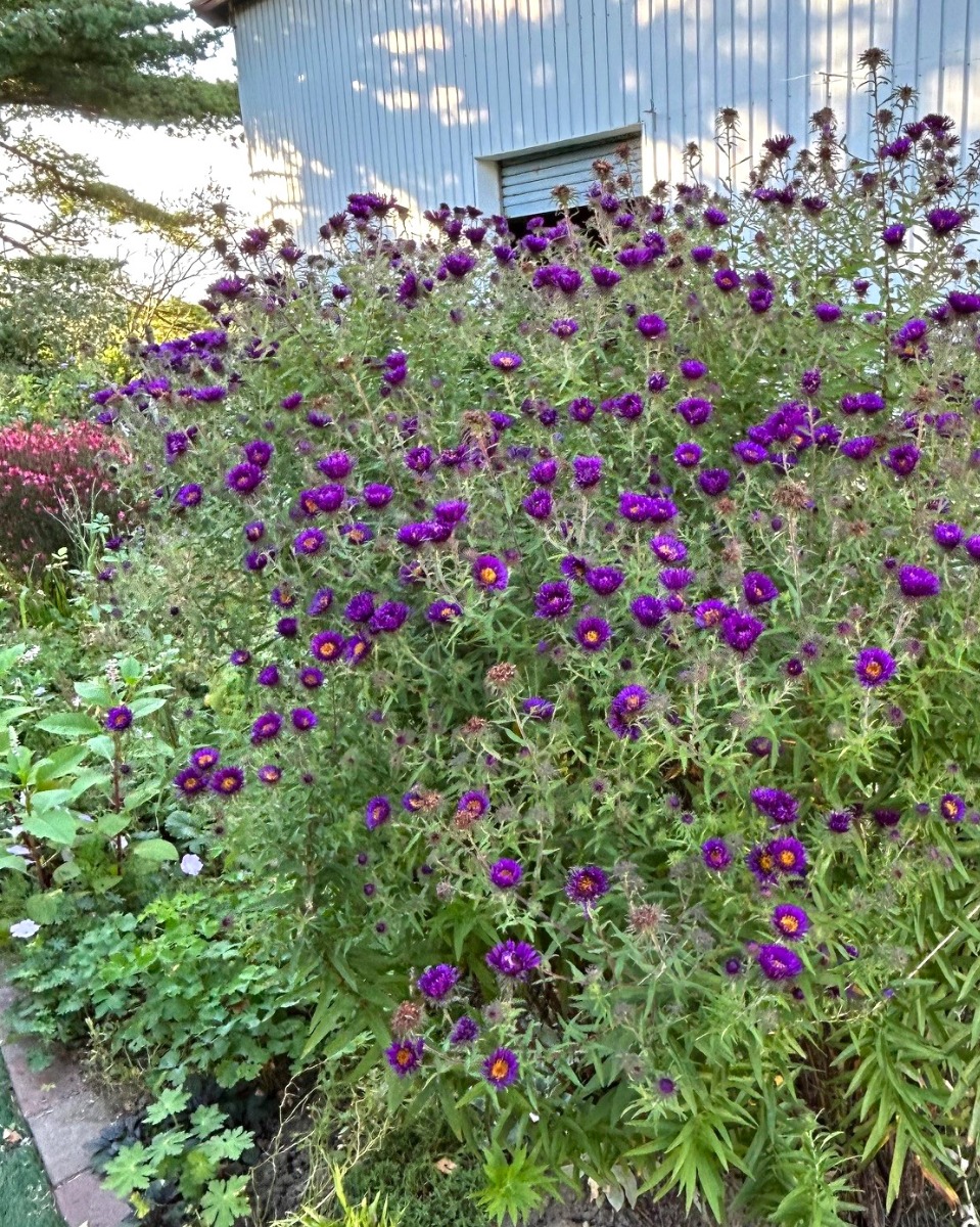 北海道の庭｜今週の花（10月2日）　センニンソウと秋の花