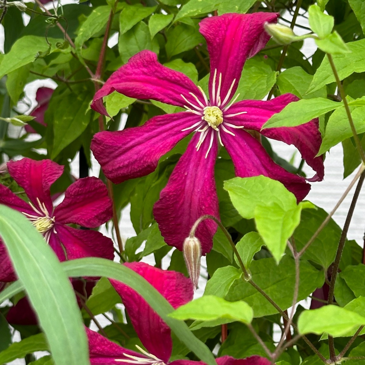 北海道の庭｜今週の花　今が盛りのクレマチス！