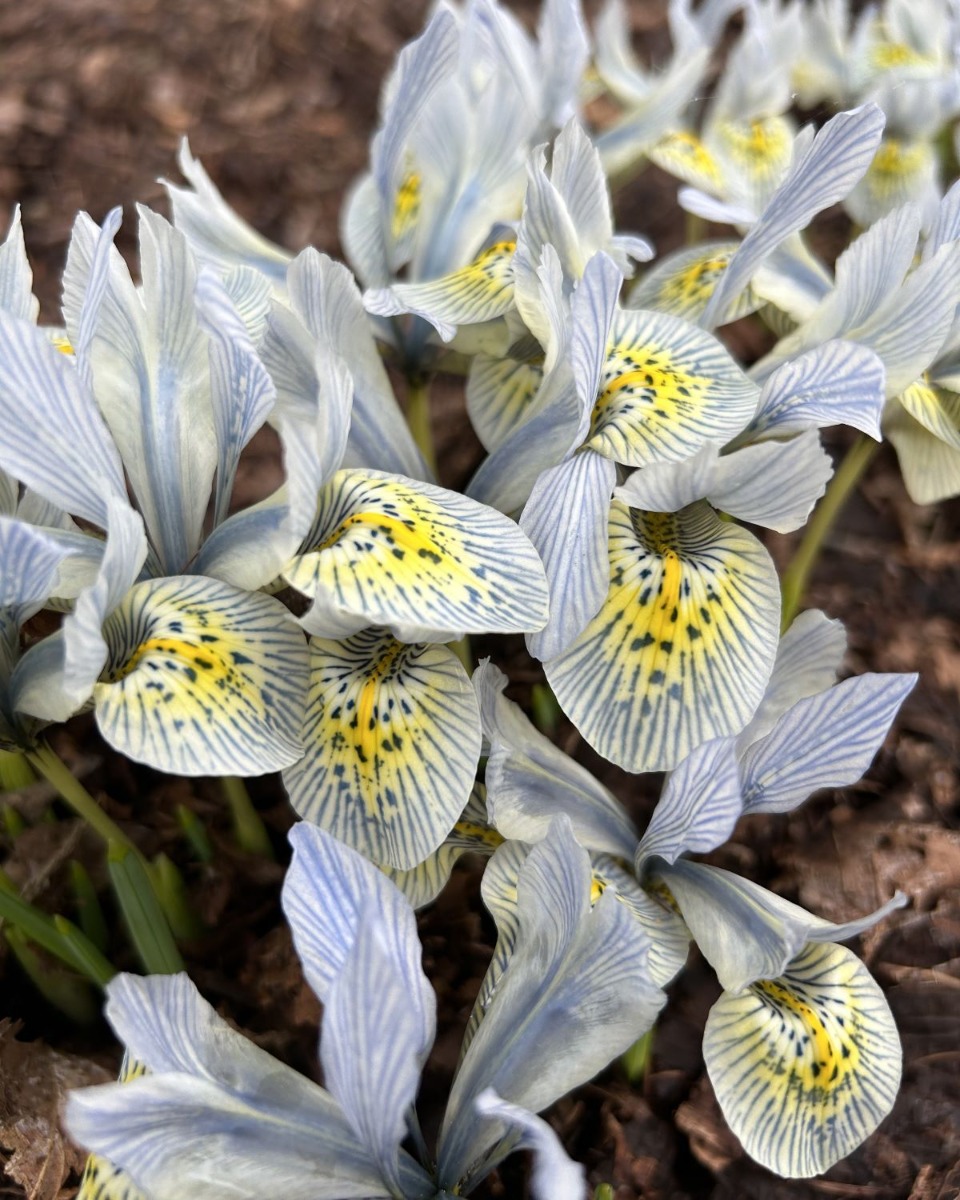 北海道 宿根草の育て方｜9月　初秋の庭の管理と秋植え球根