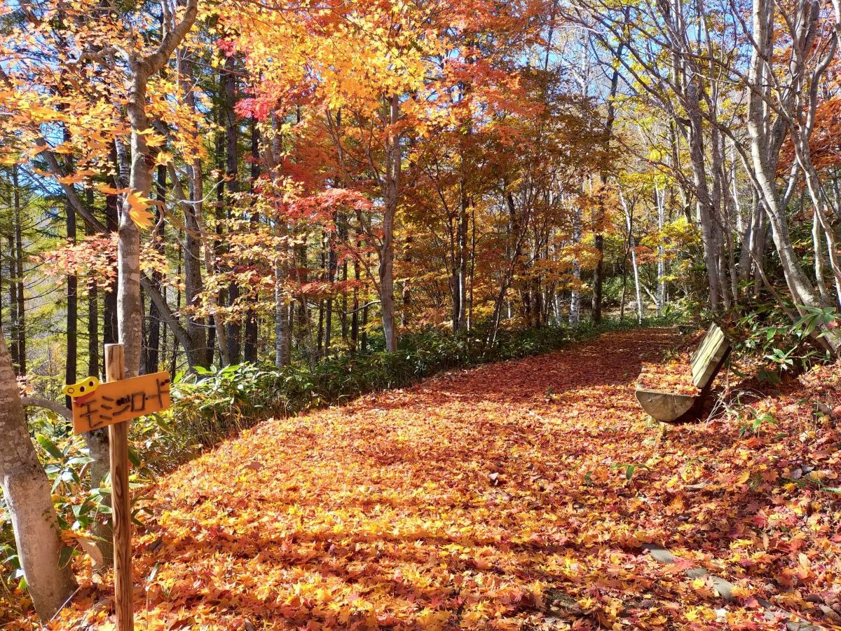  札幌・滝野公園の10月は紅葉が見ごろ！ 12日から「紅葉まつり」開催