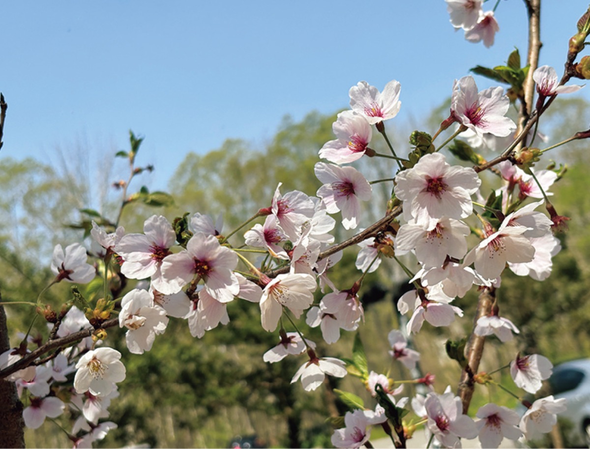南北海道から北東北へ｜七飯町　自然環境豊かな函館市に隣接した、 進取の精神が満ちあふれるまち