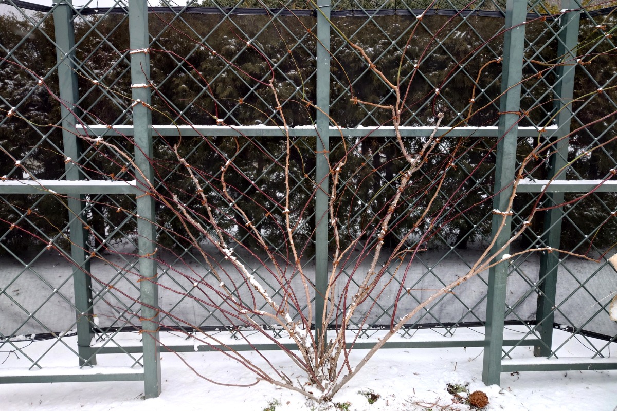 北海道 バラの育て方｜1月　冬の今行なう、つるバラの剪定と誘引