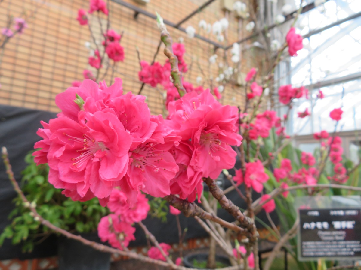 【PR】札幌・百合が原緑のセンターで、ひと足早い“春の花”を楽しもう！
