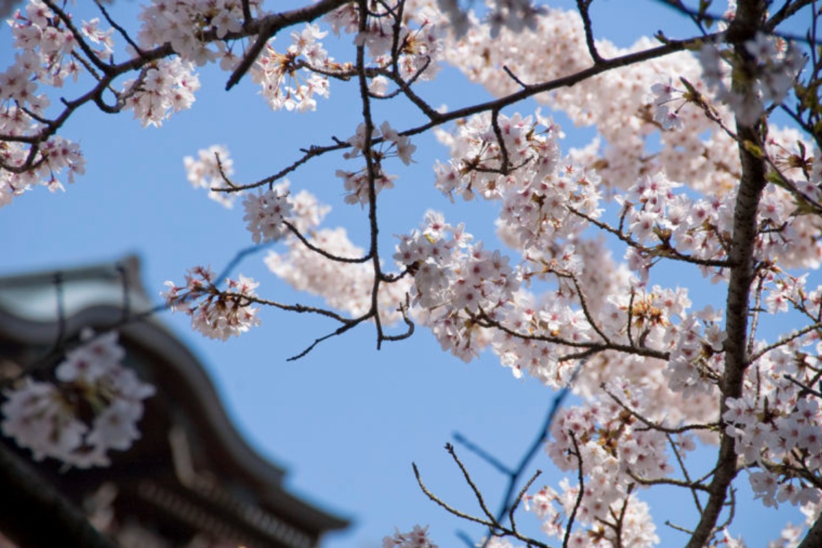奈良盆地を一望！昼も夜も美しい桜スポット【奈良の桜2022／信貴山朝護孫子寺／平群町】