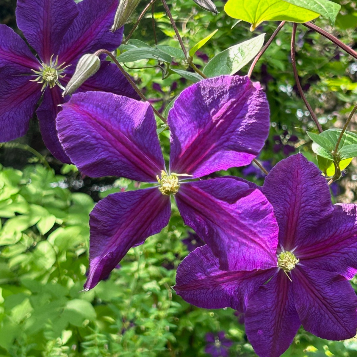 北海道の庭｜今週の花　今が盛りのクレマチス！