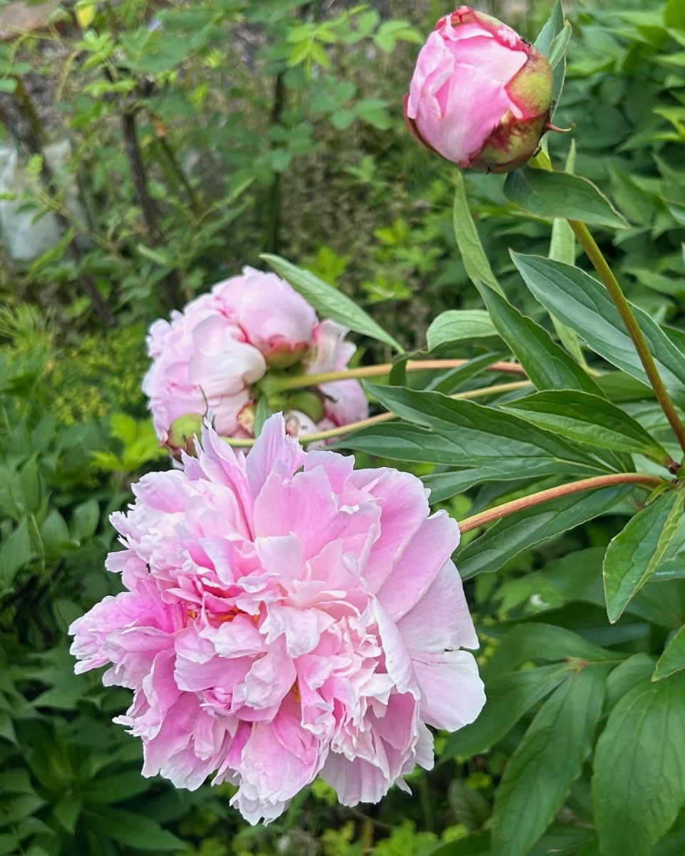 北海道の庭｜今週の花　バラの季節