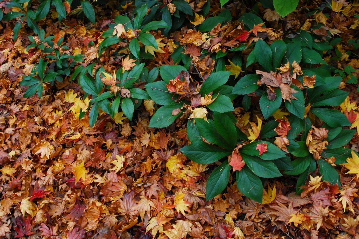 北海道 宿根草の育て方｜11月　庭じまいと冬に向けた保護