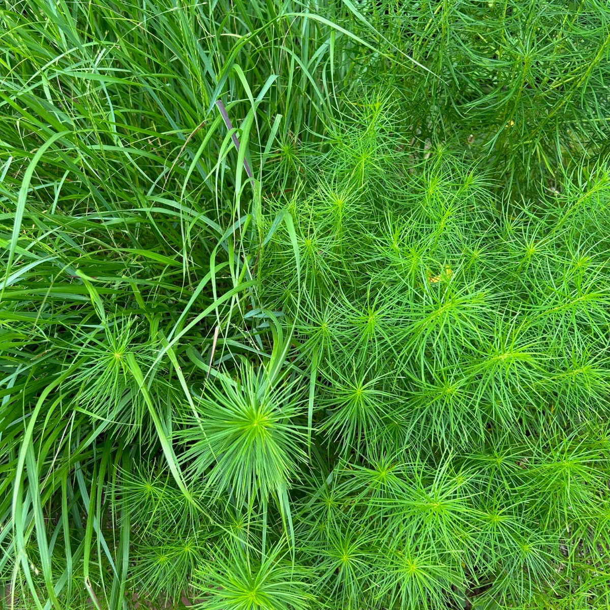 北海道 宿根草の育て方|8月 夏を乗り切るケアと秋へつなぐ準備