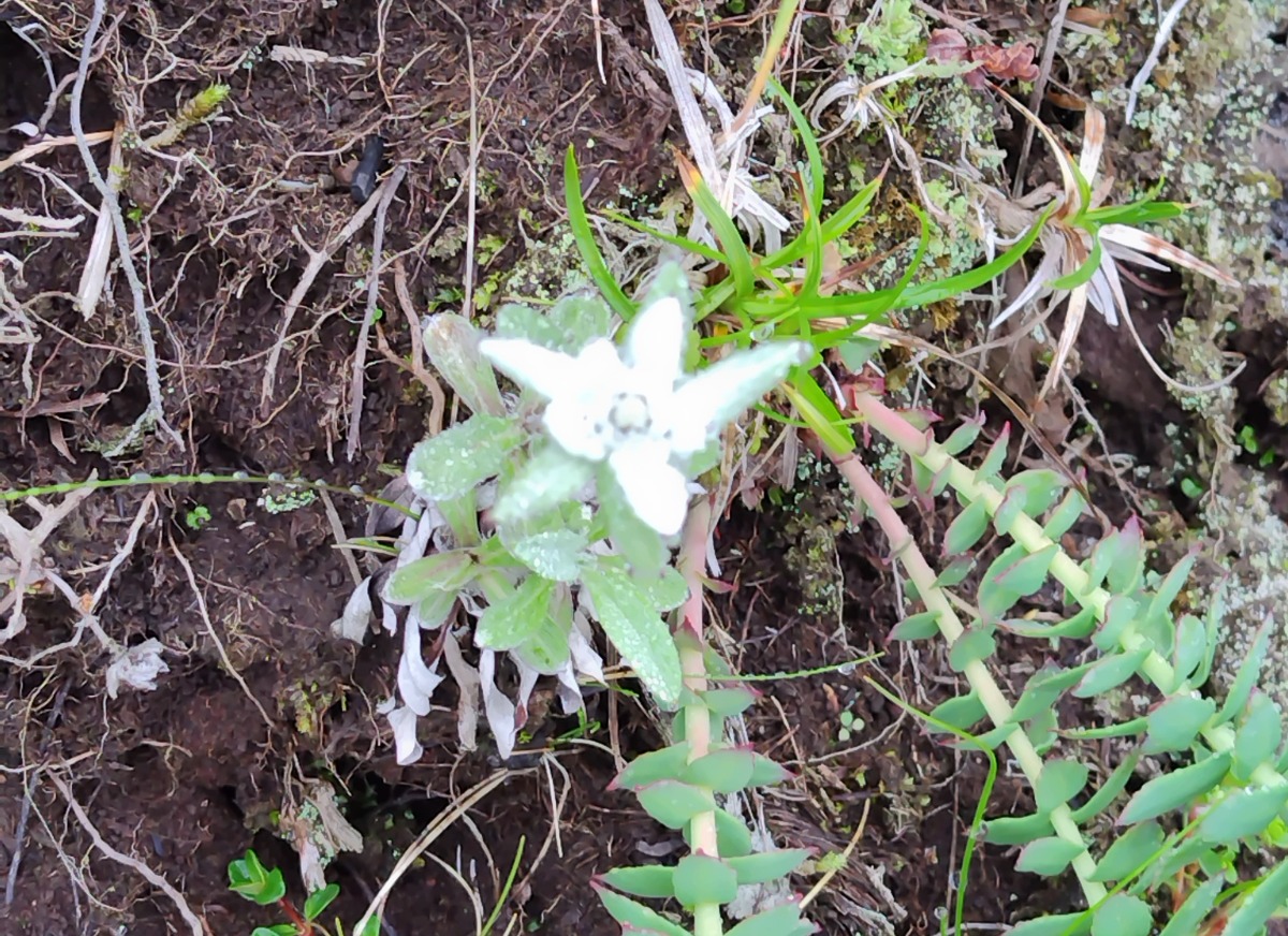 やぎさん取材日記｜利尻島で最北のラーメン、礼文島で幻の花に出会う。　