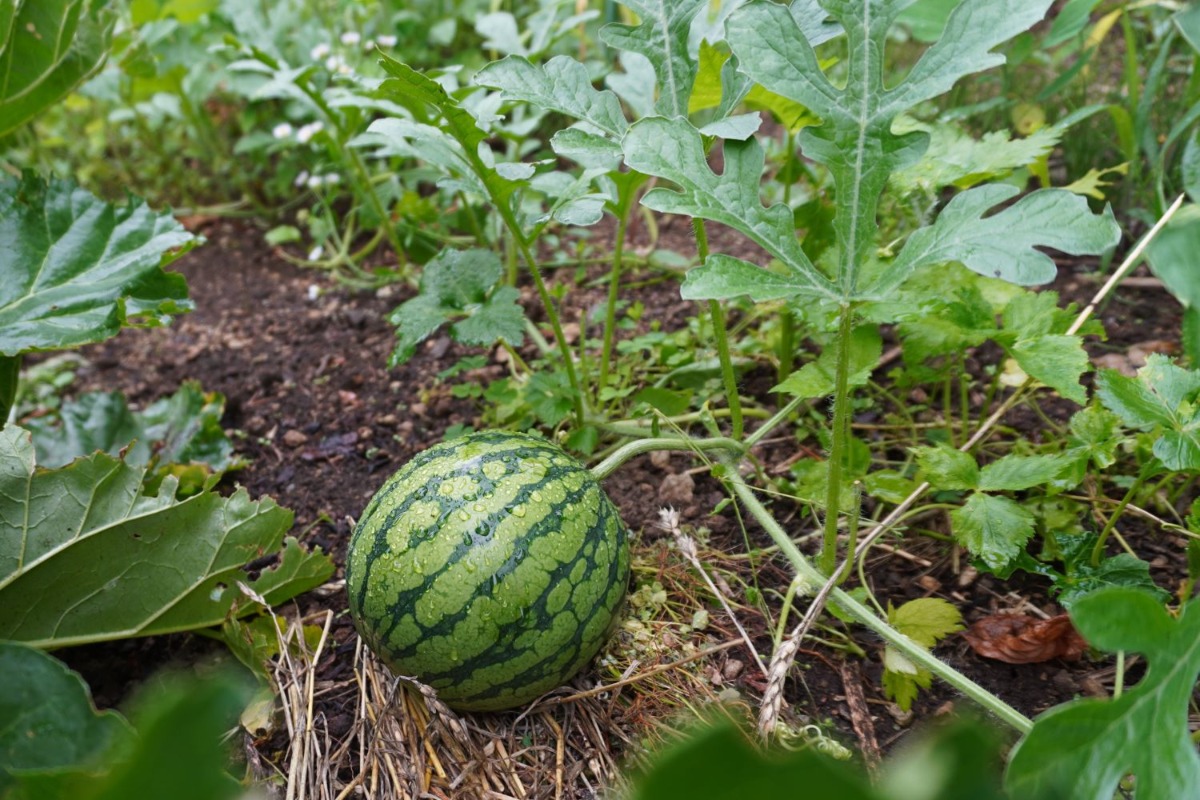 ポタジェ｜夏の菜園　夏野菜の栽培アイデア＆アジサイとハーブ利用