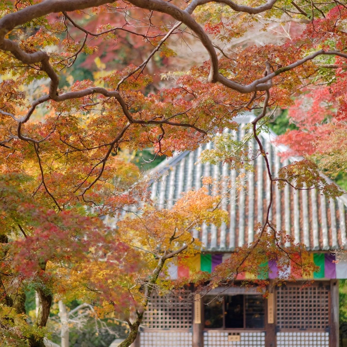 奈良の寺社と紅葉が織りなす日本の美を堪能しよう！【紅葉特集2022｜寺社編】