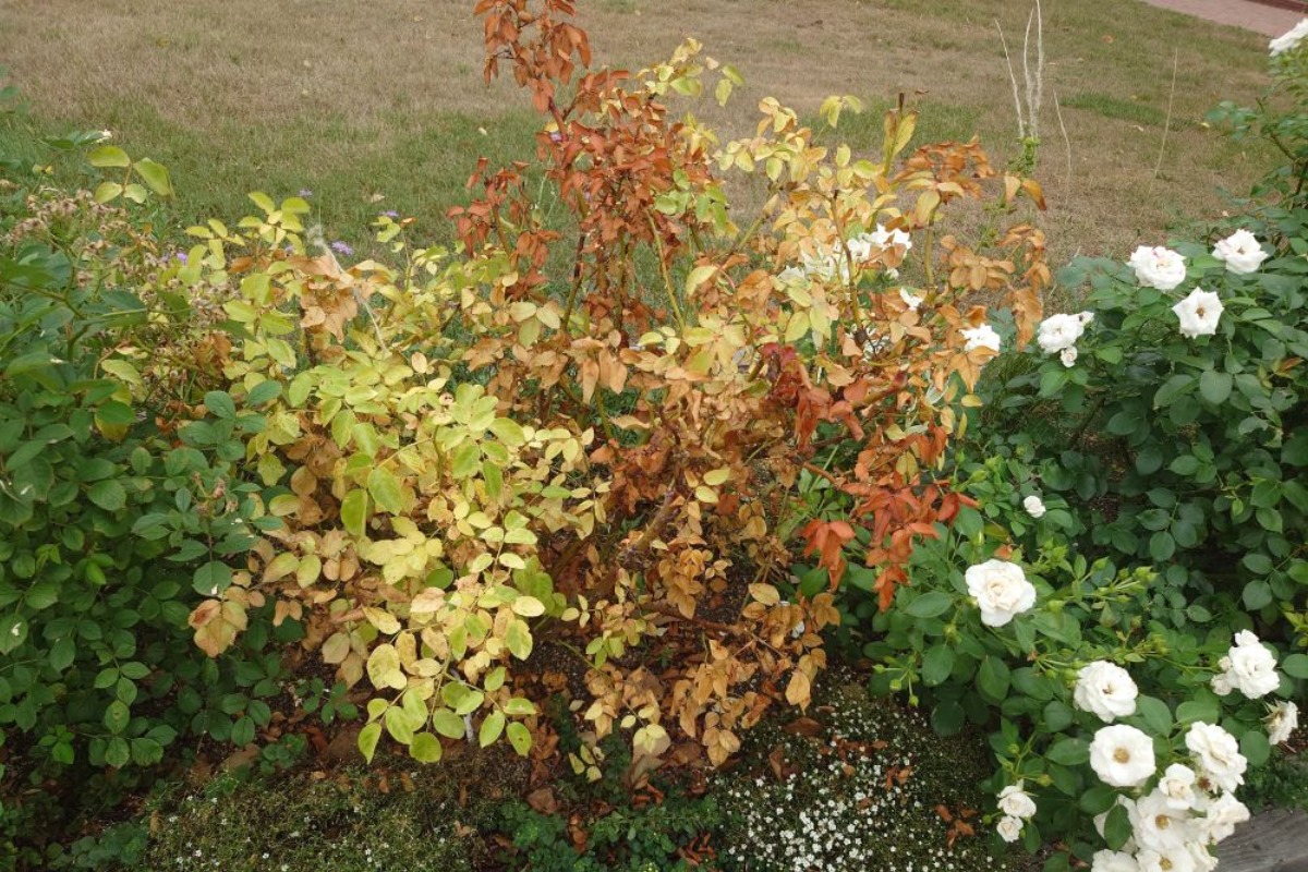 北海道 バラの育て方|8月 近年増えている病害虫、対応は早めが肝心