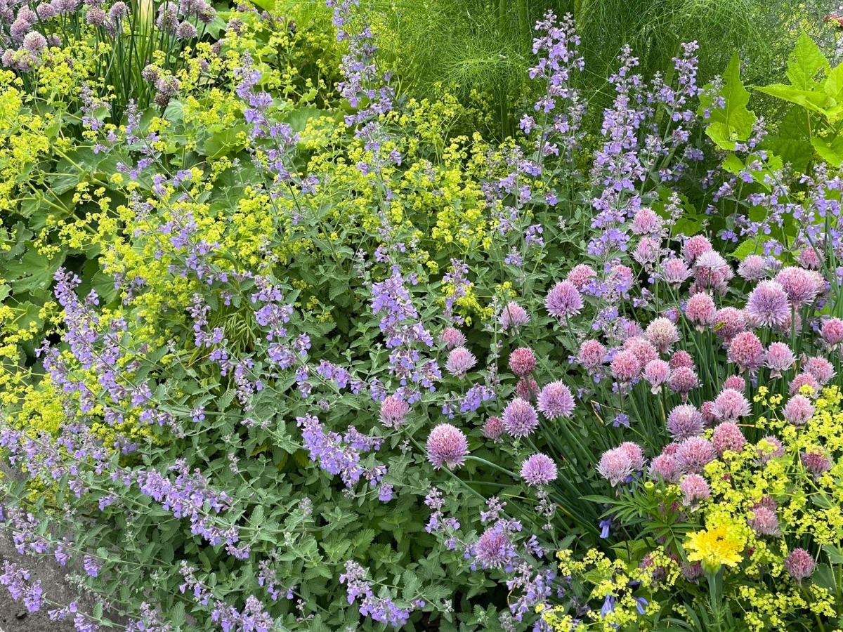 ハーバルライフ｜初夏から盛夏に向かって、庭を彩るハーブの花々