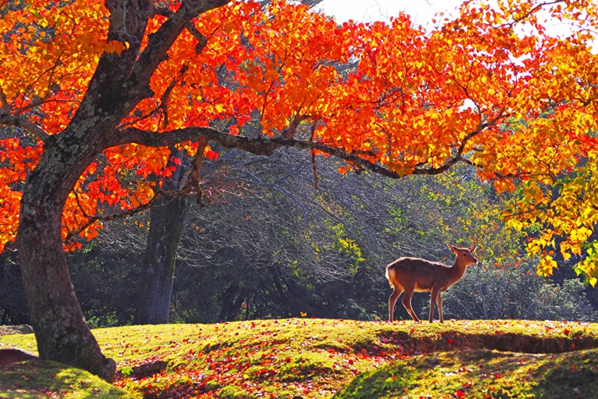 野生のシカと鮮やかな紅葉に心なごむ古都・奈良の顔【紅葉2022｜奈良公園｜奈良市】