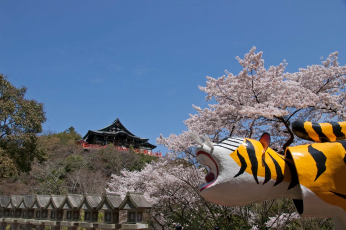 奈良盆地を一望！昼も夜も美しい桜スポット【奈良の桜2023｜