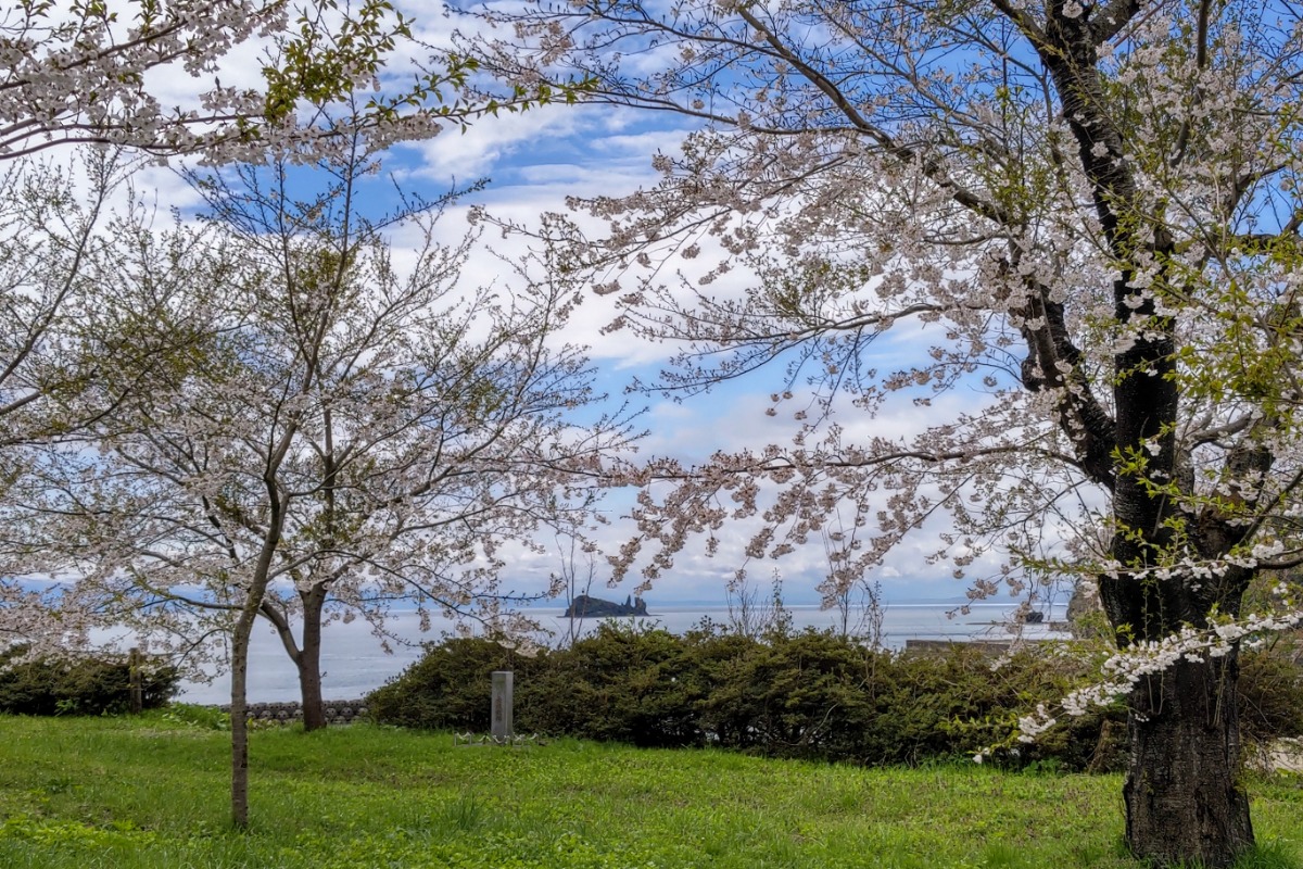 青森で「ハートの桜」に出会う。