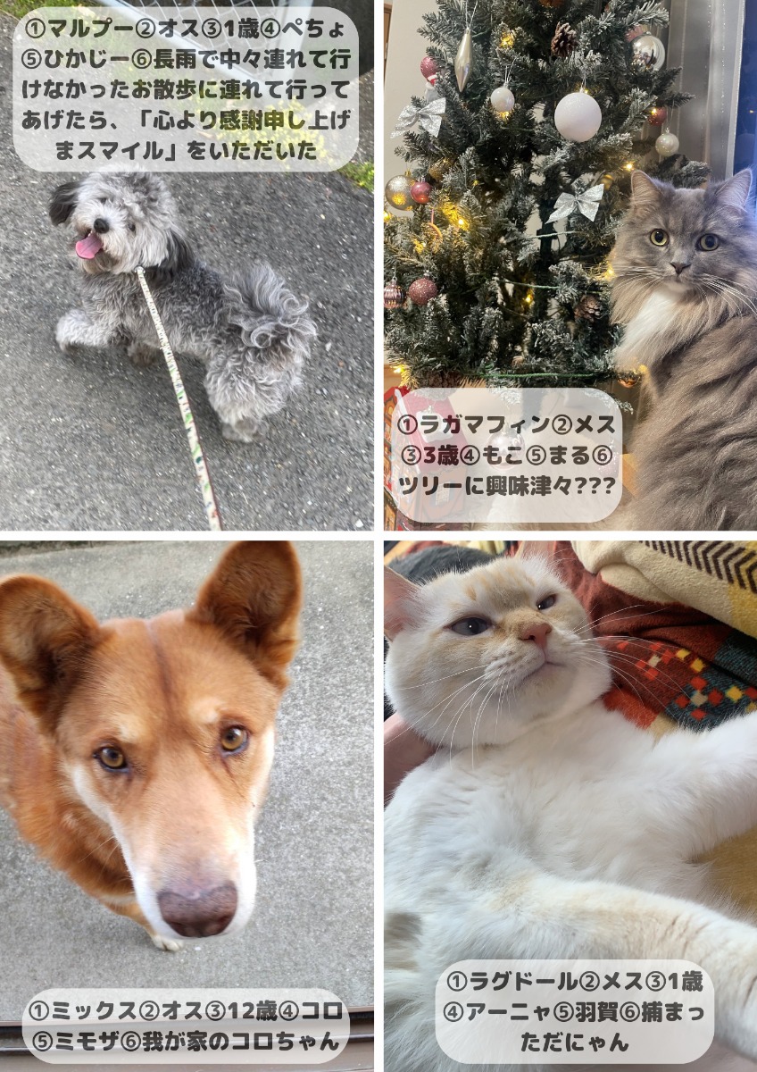 【ペットフォトコンテスト】我が家のペット／看板犬・猫 受賞作品紹介