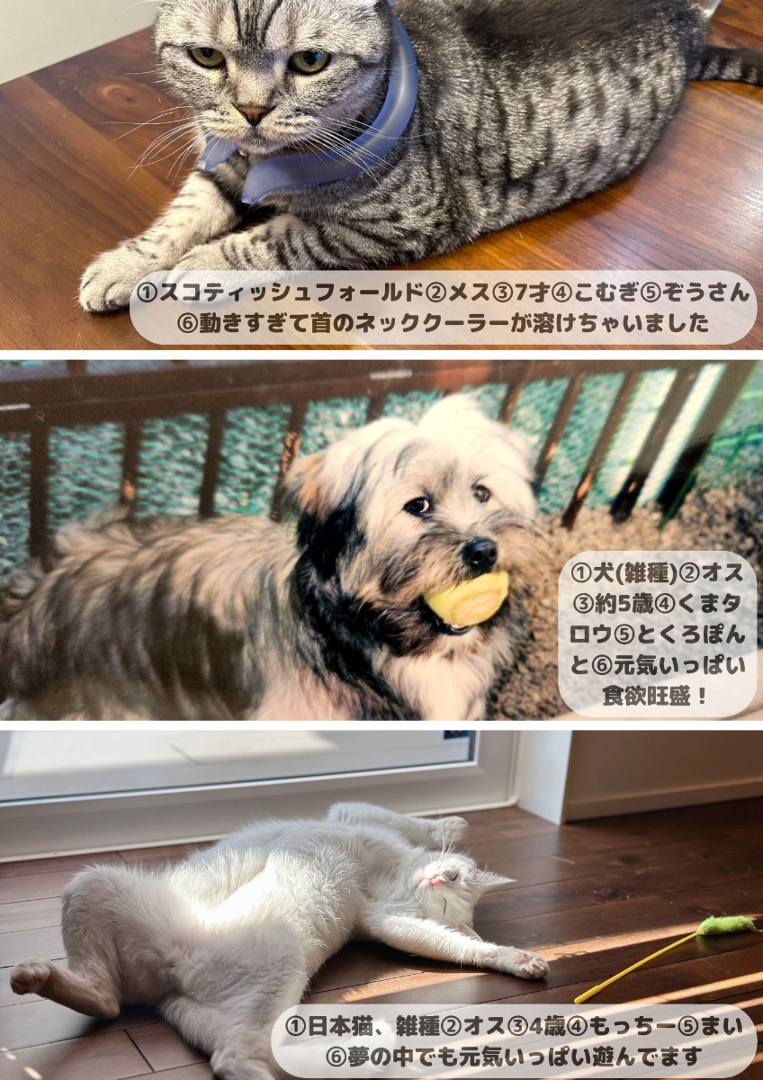 【ペットフォトコンテスト】幸せを呼ぶペットライフ　We LOVE Pet2024年8・9月版