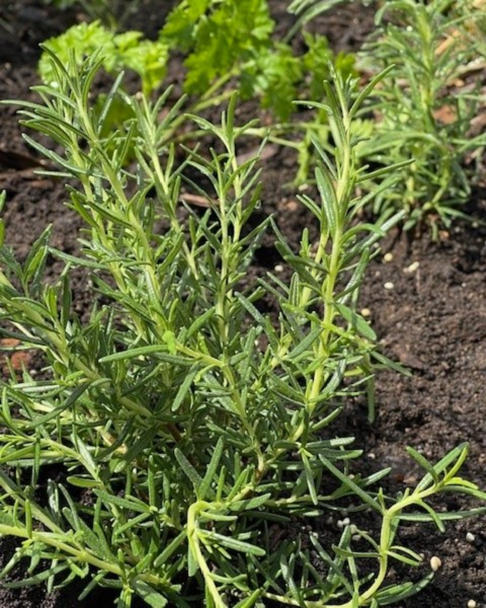ハーバルライフ｜ニセコ「ヴィラ ルピシア」のガーデンで一年草の植栽