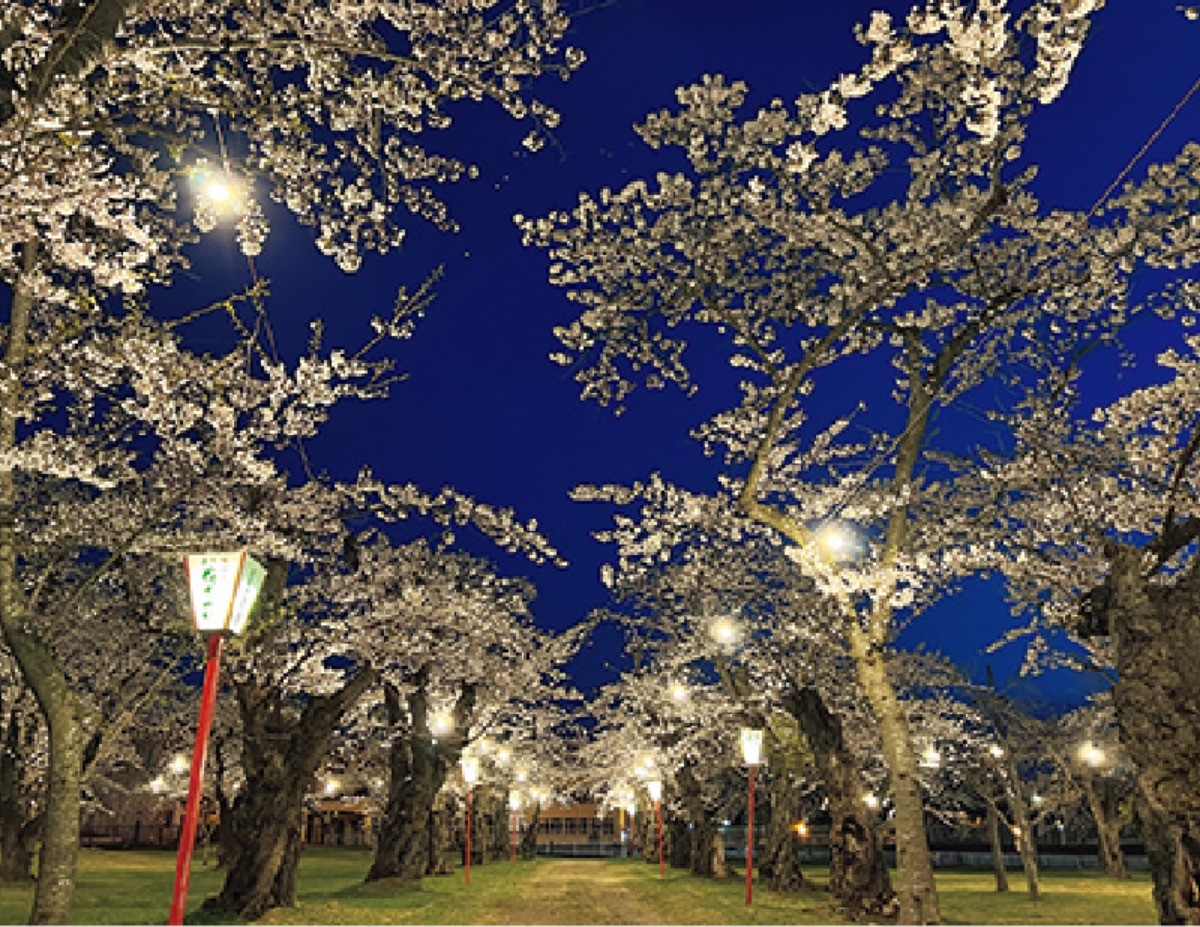 南北海道から北東北へ｜森町　貴重な史跡と多くの桜が咲き誇る、 花と歴史ロマンあふれるまち