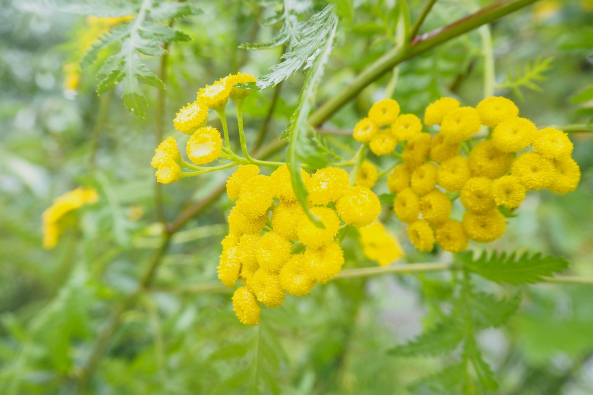 ポタジェ|菜園の彩りや虫除けも期待できる宿根ハーブ5種!