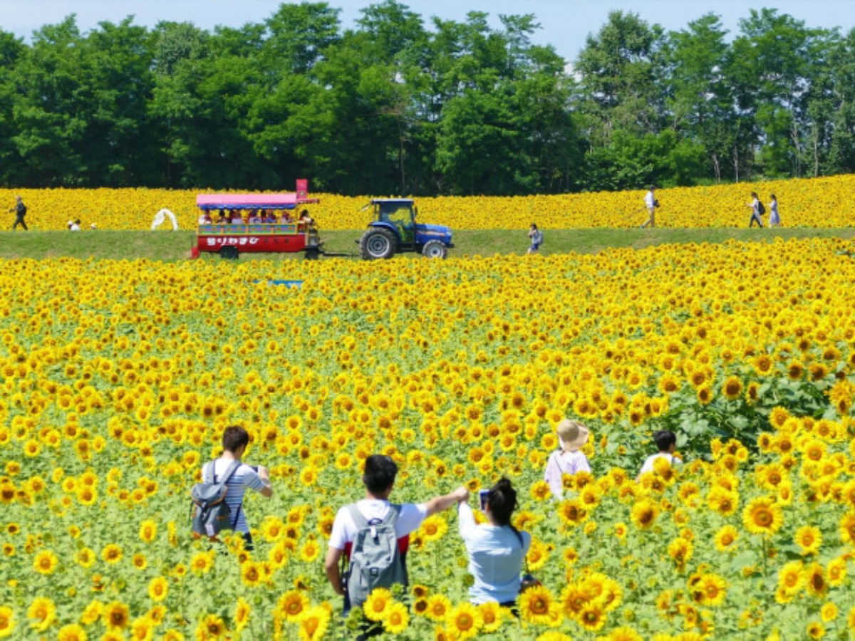 北海道のひまわり畑 2024　おすすめ絶景スポット！