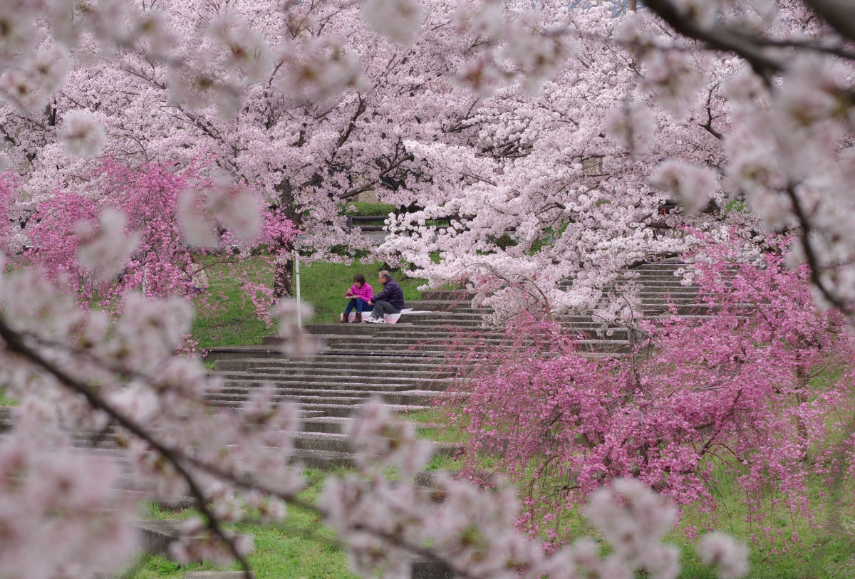 ライトアップで美しい夜桜を【奈良の桜2023｜ふるさとの川公園｜御所市】
