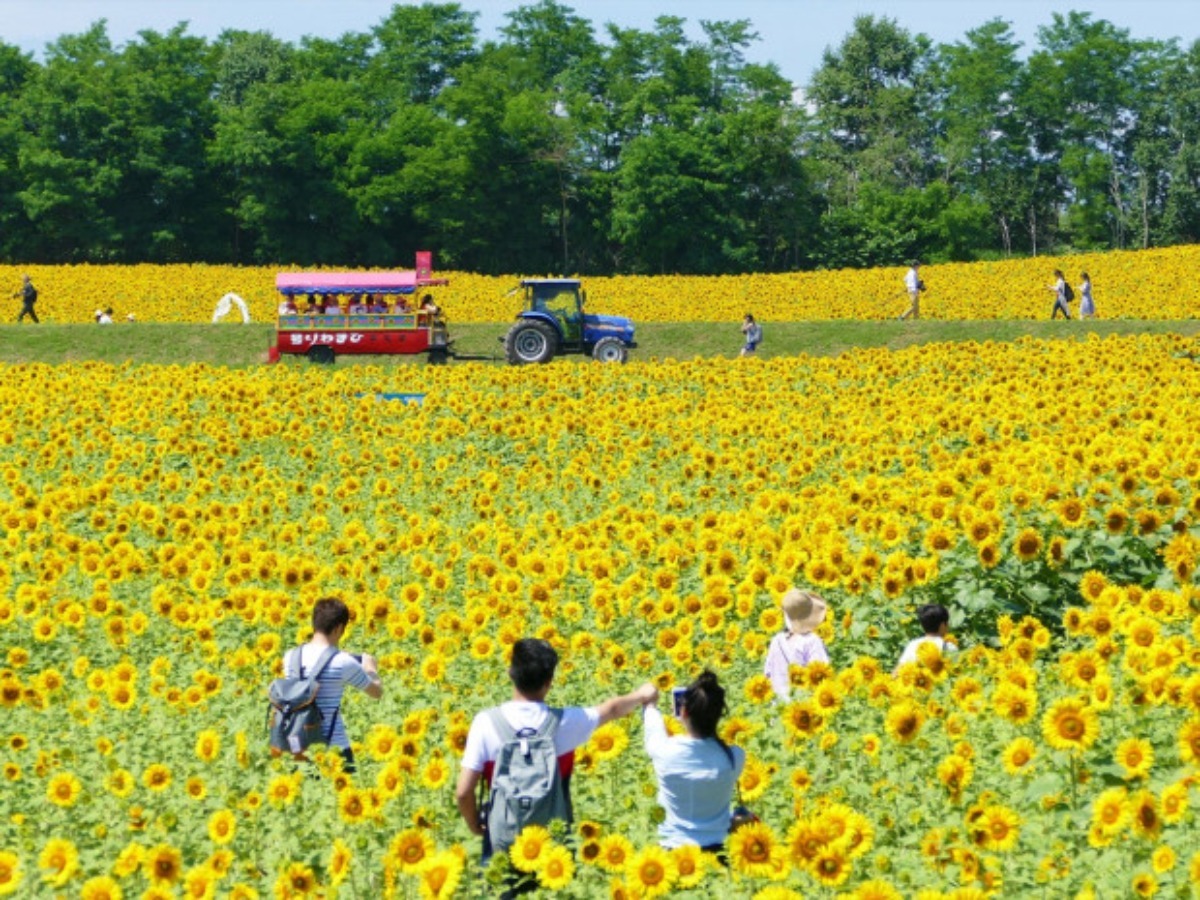 北海道・北竜町で8月18日まで「ひまわりまつり2025」開催中!