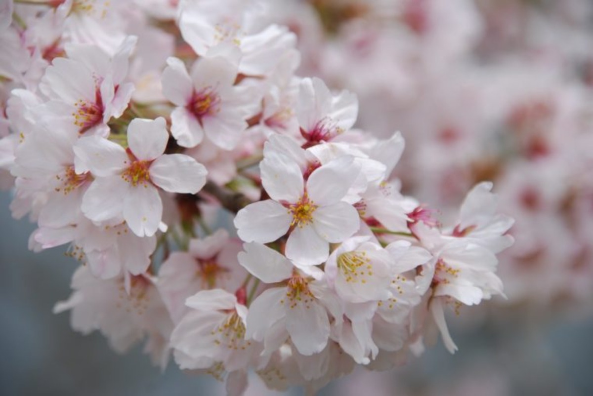調和の美を感じさせる春の景色【奈良の桜2022／月ヶ瀬湖畔／奈良市】