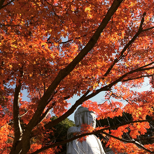 ため息がでるほど美しい山寺ならではの秋【紅葉2021／壷阪寺／高取町】