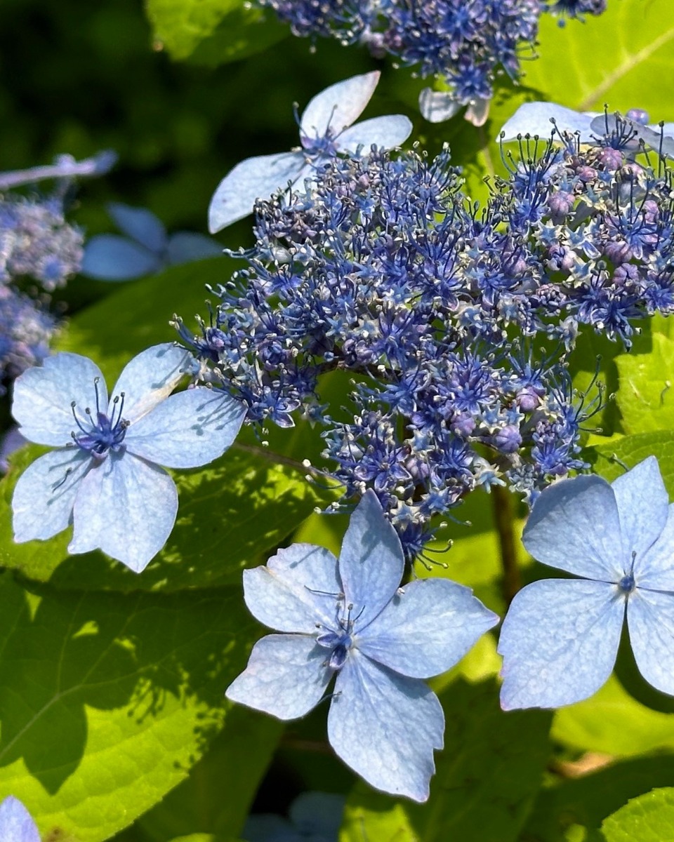 北海道の庭｜今週の花　趣があるアジサイ、華やかなアナベル