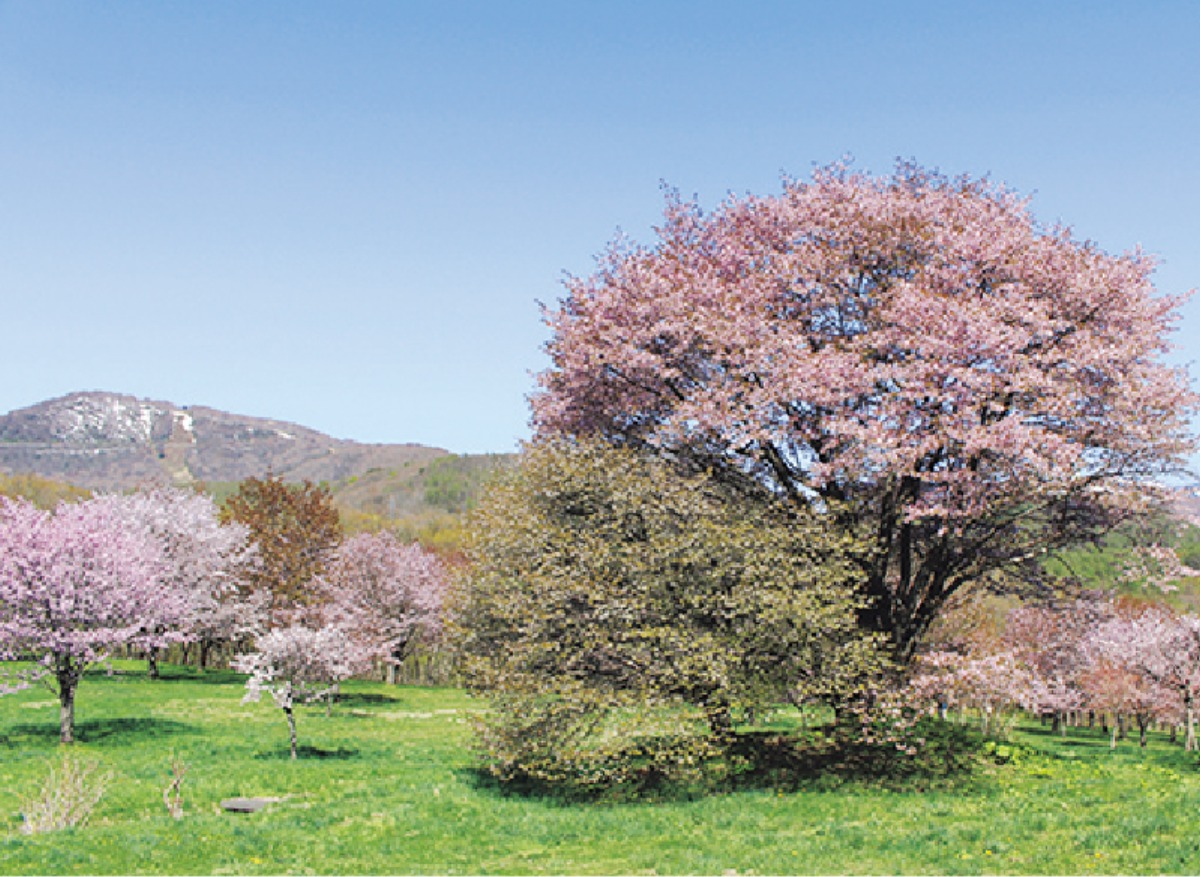 南北海道から北東北へ｜八幡平市　北東北の交通の要衝を担う、 広大な自然が広がるまち