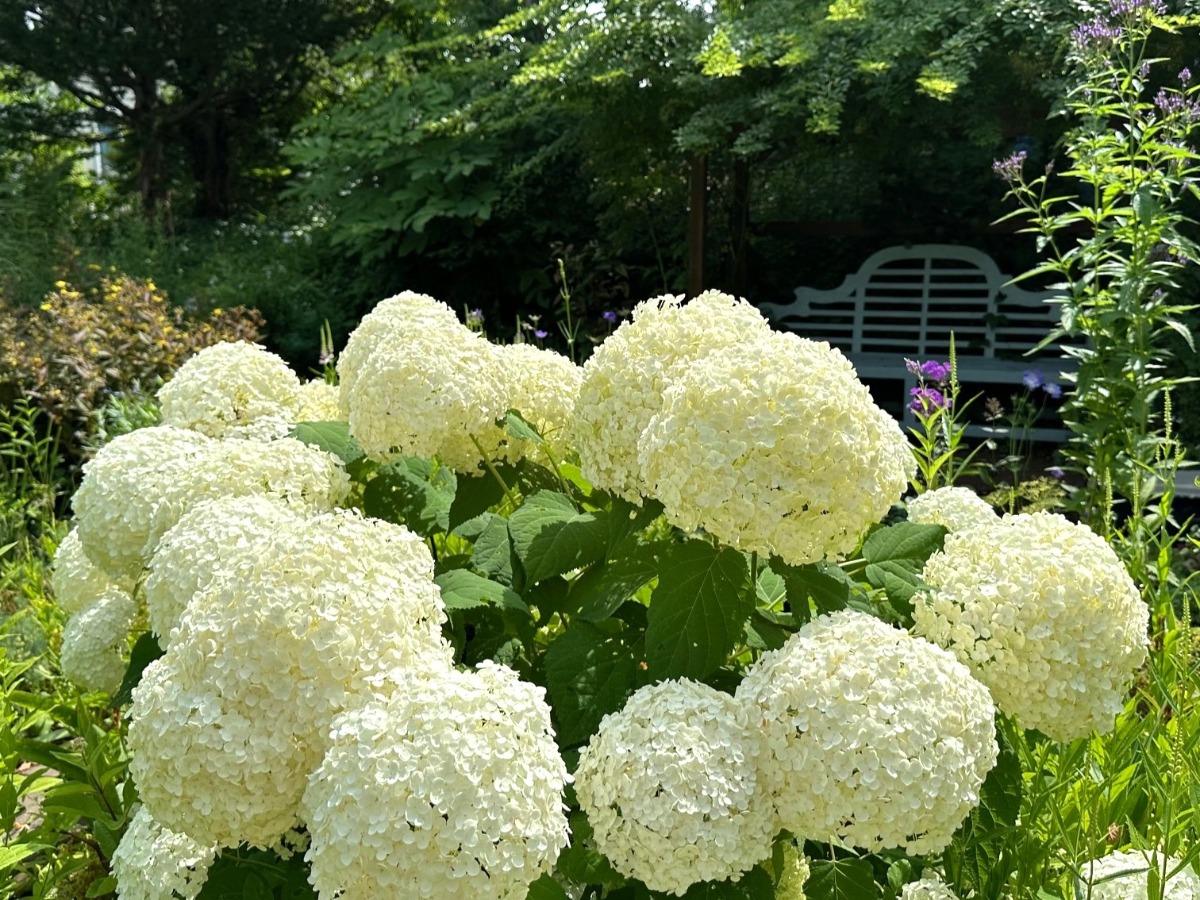 北海道の庭｜今週の花　趣があるアジサイ、華やかなアナベル