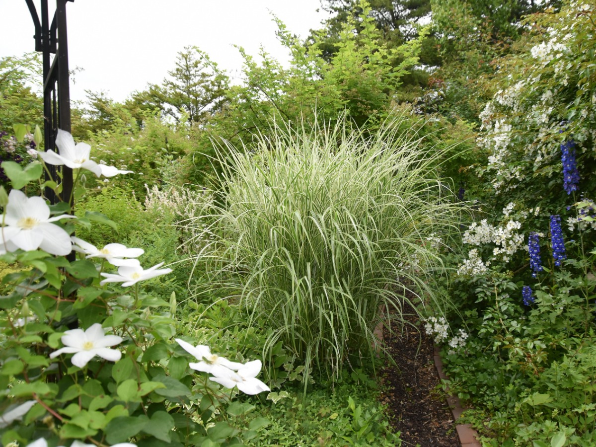 北海道の庭｜今週の花　グラス類の植栽とベス・チャトー・ガーデン