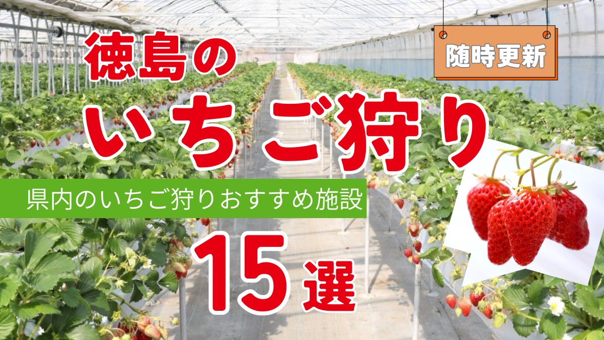 【2026最新版】徳島いちご狩りスポット・おすすめ15選！家族のおでかけ＆レジャーにぴったり