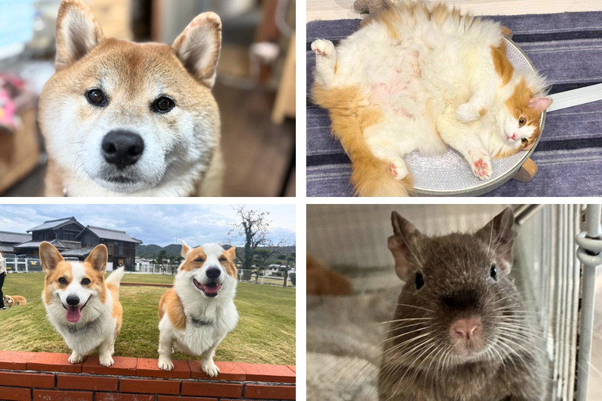 【1月19日配布開始】あわわ最新・2026年1月20日号（1-2月号）／クラフトバーガー／ペット／建売住宅／リフォーム／終活