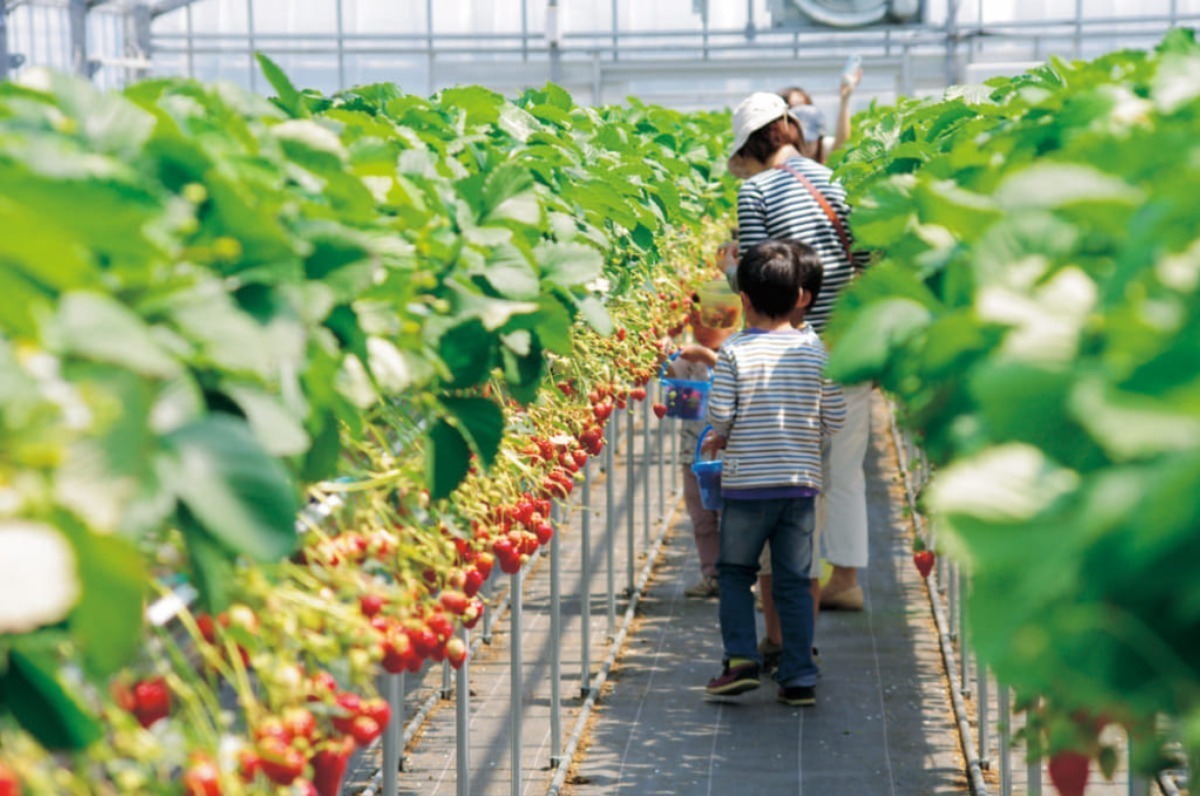 【2026最新版】徳島いちご狩りスポット・おすすめ14選！家族のおでかけ＆レジャーにぴったり