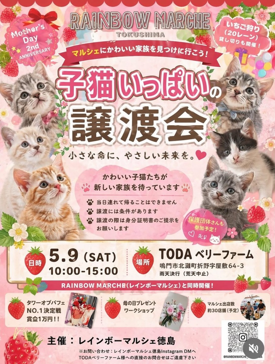 【徳島イベント情報2026】5/9｜子猫いっぱいの譲渡会