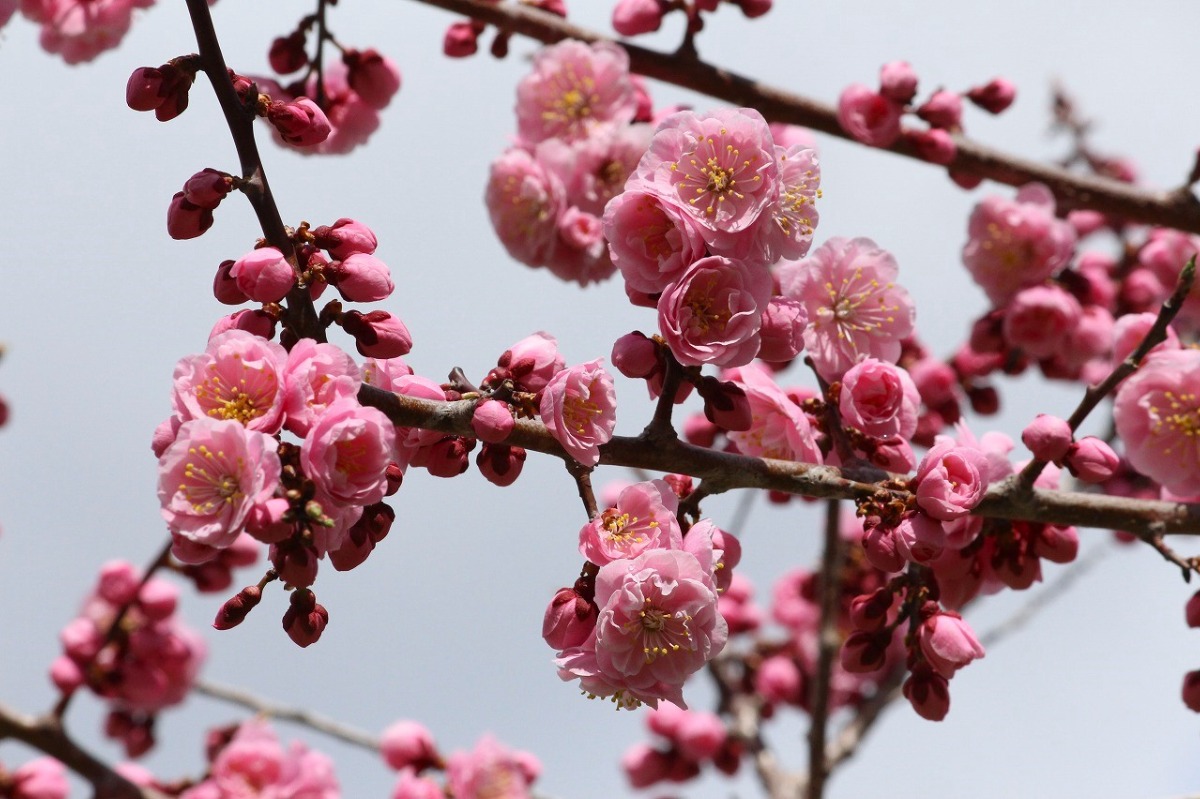 札幌・梅の開花を愛でる「ひらおか梅まつり」は4月27日～5月12日