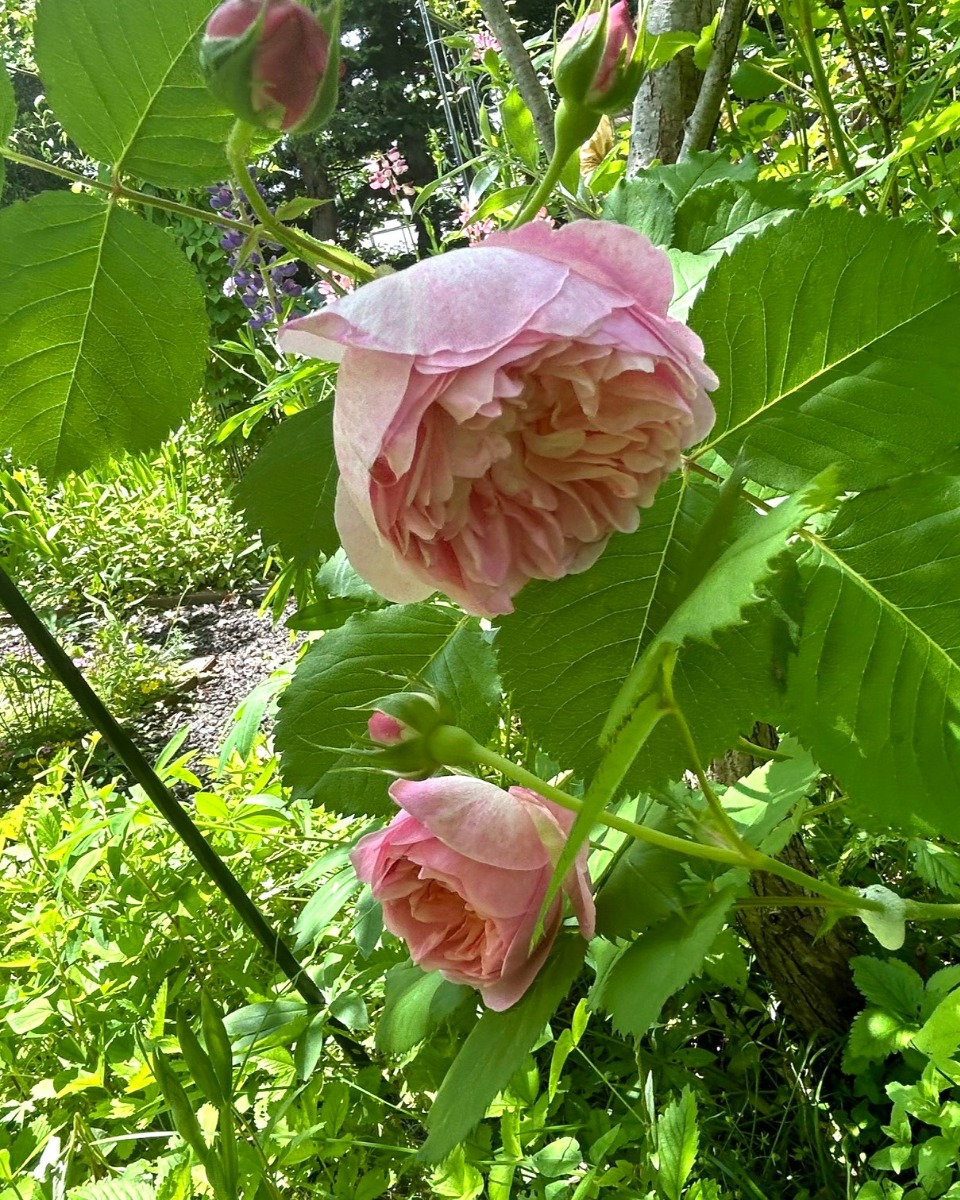 北海道の庭｜今週の花　バラの季節