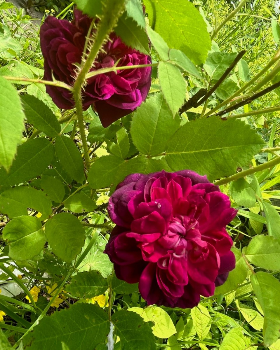 北海道の庭｜今週の花　バラの季節