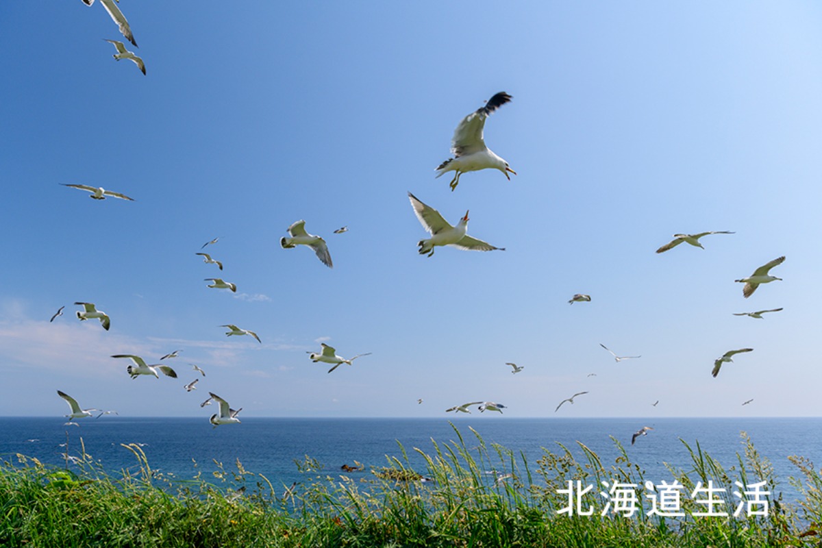 やぎさん取材日記｜羊のいる焼尻島・海鳥の聖地・天売島へ。　